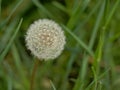 Close up of a dandelion seed head, Taraxacum Royalty Free Stock Photo