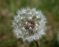 Close up of a dandelion seed head Royalty Free Stock Photo