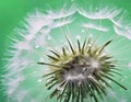 Close-up of a Dandelion Seed Head with Water Droplets Royalty Free Stock Photo