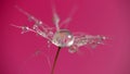 Dandelion Seed With Drops