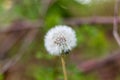 Close up of a dandelion seedhead Royalty Free Stock Photo