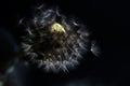 Close-up of a dandelion seedhead, partially blown by the wind on black background Royalty Free Stock Photo