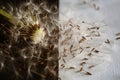 Close up of a dandelion seedhead, partially blown by the wind on light and black background Royalty Free Stock Photo