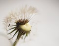 Close up of a dandelion seedhead, partially blown by the wind on light background Royalty Free Stock Photo