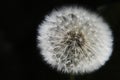 Close up of a dandelion seedhead Royalty Free Stock Photo