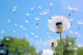 close-up: dandelion seeds blown by wind