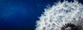 Close-up Of Dandelion Seeds With Dew Drops On Dark Blue Background Royalty Free Stock Photo