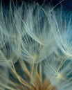 Close up dandelion seeds, macro. Natural background, texture. Royalty Free Stock Photo
