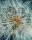 Close up dandelion seeds, macro. Natural background, texture. Royalty Free Stock Photo