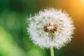 Close up dandelion seeds in the morning sunlight blowing away across a fresh green background Royalty Free Stock Photo