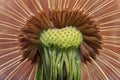 Close up dandelion seeds (Taxaracum officinale)