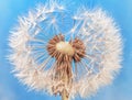 Close up dandelion seeds (Taxaracum officinale)