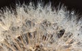 Close up dandelion (Taraxacum) with droplets, with soft focus Royalty Free Stock Photo