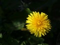 Close up of a Dandelion