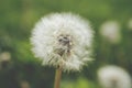 Close up of a Dandelion Taraxacum officinale Royalty Free Stock Photo