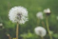 Close up of a Dandelion Taraxacum officinale Royalty Free Stock Photo