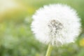 Close up of a Dandelion Taraxacum officinale Royalty Free Stock Photo