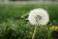 Close up of a Dandelion Taraxacum officinale Royalty Free Stock Photo
