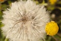 Close up of a dandelion, taraxacum, seeds