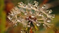 Close Up of Dandelion With Water Droplets Royalty Free Stock Photo