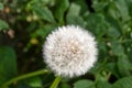 Close-up of dandelion which is at the end of their life cycle, finished with blooming until next season, seen from above Royalty Free Stock Photo