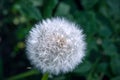 Close-up of dandelion which is at the end of their life cycle, finished with blooming until next season, seen from above Royalty Free Stock Photo
