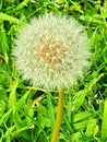 Close up of Dandelion in the wild Royalty Free Stock Photo