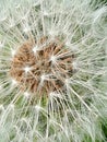 Close up of Dandelion in the wild Royalty Free Stock Photo