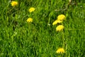 Close-Up Of Dandelions Blooming In a Field-Stock photos Royalty Free Stock Photo