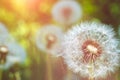 Close up of dandelions blowball head under sun flares are ready to start seeds downwind Royalty Free Stock Photo