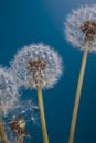 Close up of dandelions on blue background Royalty Free Stock Photo