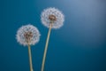 Close up of dandelions on blue background Royalty Free Stock Photo