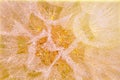 Close-up of dandelions in dew. Blurred pastel yellow abstract background. Holiday lights Royalty Free Stock Photo