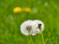 A close up of dandelions in a field Royalty Free Stock Photo