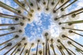 Close up of dandelions seed in the shape of a heart overlooking the blue sky with clouds. Spring flower Royalty Free Stock Photo