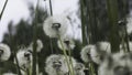 Close-up of dandelions in summer rain. Creative. Lots of fluffy dandelions in green grass on cloudy rainy day. Summer Royalty Free Stock Photo