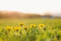 Close up of dandelions on sunny summer meadow. Nature background Royalty Free Stock Photo