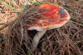 Close up of dangerous mushroom