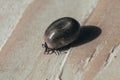 close-up. Dangerous parasite and tick carrier, on wooden background. he drank a lot of blood Royalty Free Stock Photo