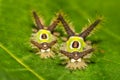 Saddleback Caterpillar Acharia stimulea