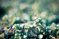 Close up danish scurvy grass on ground concept photo