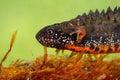 Close-up of danube crested newt diving in water in swamp Royalty Free Stock Photo