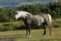 Close Up Dappled Grey Pony Royalty Free Stock Photo