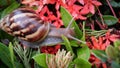 Close-up of a dark ashtana snail with brown striped shells crawling across a bush of red needle flowers. Royalty Free Stock Photo