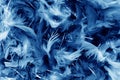 dark blue feathers detail background