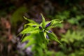 Close up on dark blue gentian on green field in austrian Alps near Salzburg