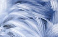 Close-up, dark blue and white feathers vintage texture background. Royalty Free Stock Photo