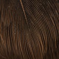Close-up of a dark brown feather displaying its intricate pattern of barbs. The tightly Royalty Free Stock Photo