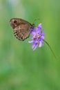 Nymphalidae butterfly