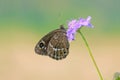 Nymphalidae butterfly